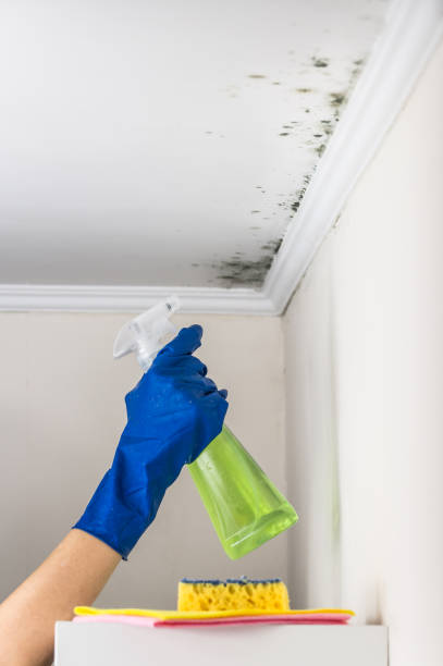 Best Emergency Mold Remediation in Coeur Dalene, ID